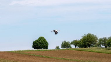 Yeşil bir çayırda uçan bir kuş sürüsü