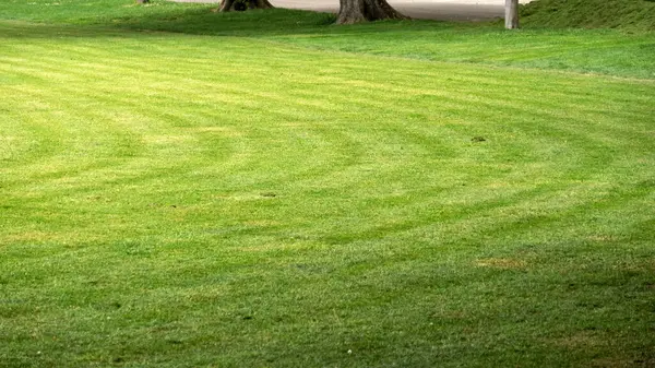 yeşil çimen ve golf sahası