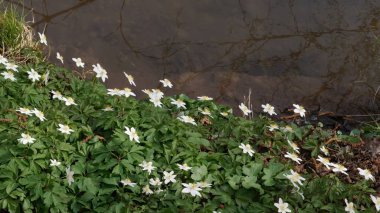 Bahçede beyaz çiçekler