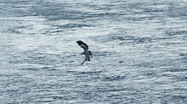 Ren nehrinin üzerinde uçan gri balıkçıl
