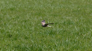 Uçan akbaba çayırda