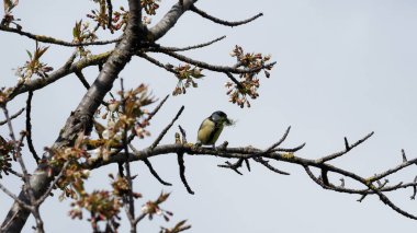 a small blue tit sits on a branch of a tree