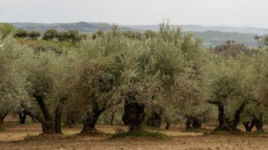 zeytin ağaçları, Sicilyalı yatay