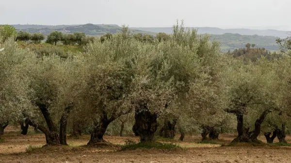 zeytin ağaçları, Sicilyalı yatay