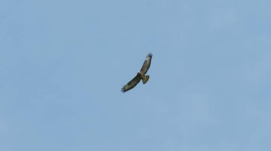 Gökyüzündeki dua kuşu