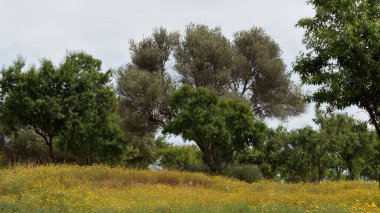 Ağaçlı güzel Sicilya manzarası 
