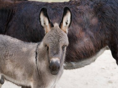 Genç eşek kameraya merakla bakıyor.
