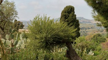 Güzel botanik fotoğrafı, doğal duvar kağıdı.