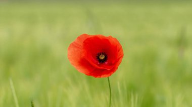 Tarlada çiçek açan haşhaş manzarası.