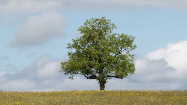 Güzel bir manzara Ağacı ve mavi gökyüzü