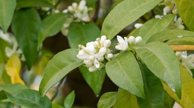 white lemon blossoms in the garden
