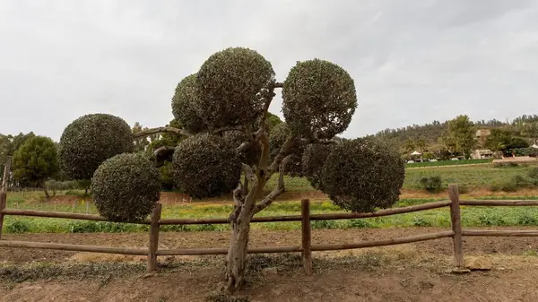  Doğanın zeytin ağaçlarına bakın.