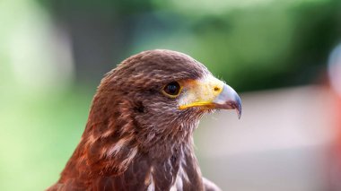 Kapkara bir şahine yaklaş.