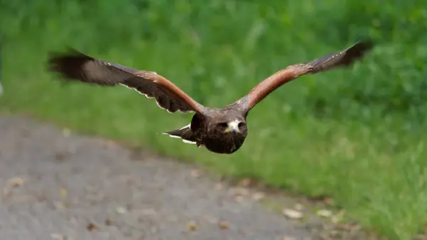 Hawk 'a yakın çekim, seçici odaklanma