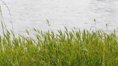 Nehir kenarındaki yeşil çimenler