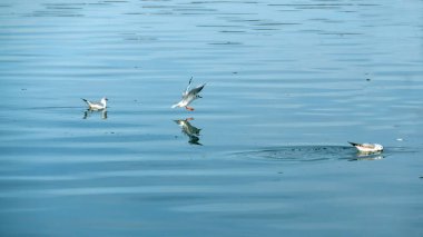 Ren üzerinde martı sürüsü