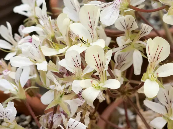 Pelargonium oblangatum 'u kapat