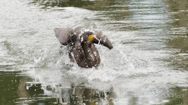 Vahşi doğada bir karabatak