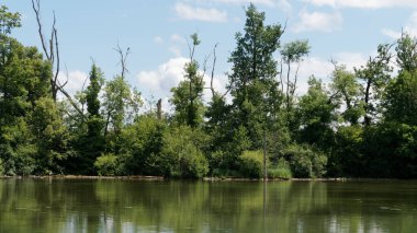 Yazın güzel gölet ve ağaçlar