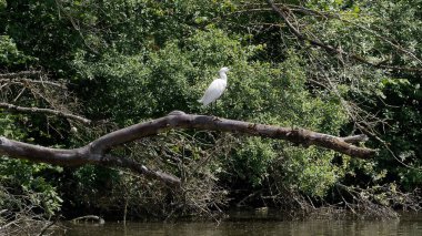 Ormanda Akbalıkçıl