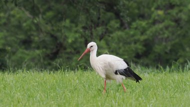 Çayırdaki leylek, yaklaş.
