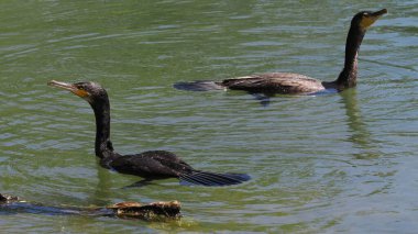 İki karabatak suda yüzüyor.