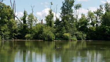 Yeşil ormandaki küçük gölet.