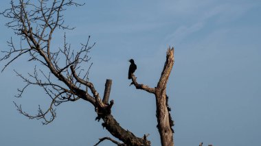 Sabahları ağaçtaki siyah karga