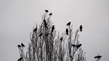 Ağaçtaki kuşları