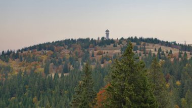 Arka planda bir orman olan sonbahar manzarası