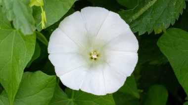 Bahçedeki güzel beyaz çiçek