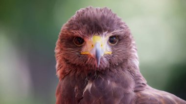 Güzel şahinin yakın çekimi.