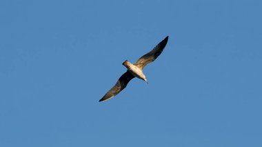 Martı gökyüzünde uçuyor.