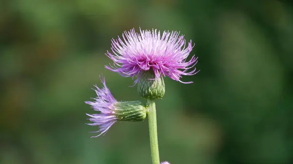 close - up view of beautiful blooming flowers