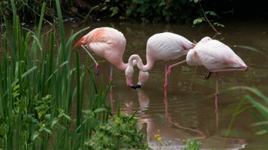 Gölde güzel flamingolar