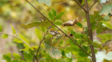 Ormandaki bir ağacın dalında altın bir arma duruyor.