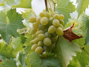 Üzüm bağındaki yeşil üzümleri kapat.