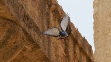 Eski bir Yunan tapınağının sütunları arasında uçan güvercin