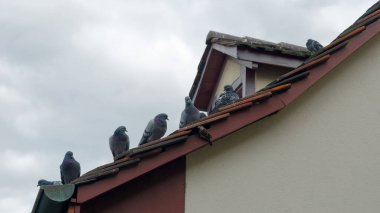 Çatıda bir sürü kuş var.
