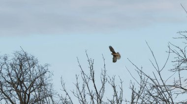 Mavi gökyüzünde Avrupa kerkenezi