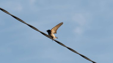 Genç kırlangıç uçmayı öğrenir