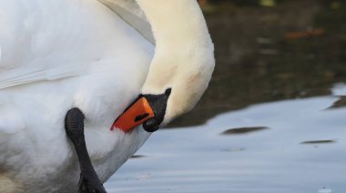 Gölette beyaz kuğu