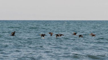 Denizin üzerinde uçan karabataklar