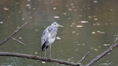 Bir ağaç gövdesinde gri balıkçıl duruyor..