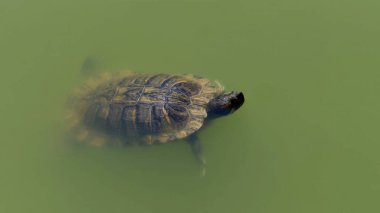 Bir kaplumbağa sakin, yeşil suda nazikçe yüzer.