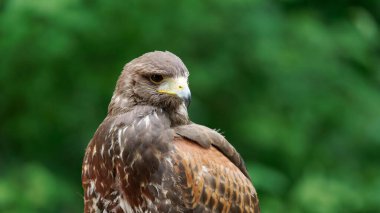 Görkemli bir Şahinin Yakından Yeşil Bir Arkaplana Tüymüş