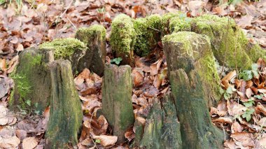 Yosun kaplı Ağaç, Sonbahar Yaprakları Olan Orman Zemininde Düşüyor