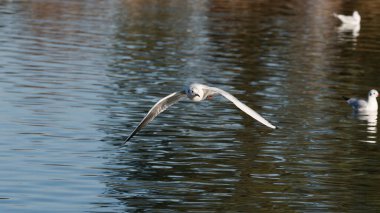 Huzurlu bir gölün sakin sularının üzerinde uçan zarif martı.
