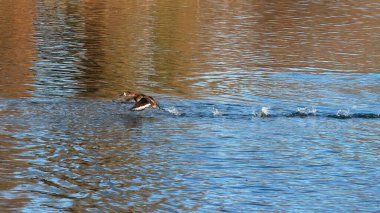 Hızla bir ördeğin kalkış hareketi sırasında suyun yüzeyine doğru koşmasını yakalıyor.