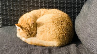 Turuncu Tekir Kedi Gri Hasır Kanepede Huzur içinde Uyuyor